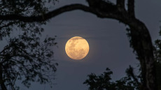 Σελήνη: Από ποιoν «χάνει τη μάχη» για τον έλεγχο στο βιολογικό ρολόι – Οι επιπτώσεις στην γονιμότητα
