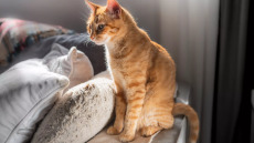 7 πράγματα που πιστεύουμε για τη φροντίδα των κατοικιδίων μας, με αποτέλεσμα να τους κάνουμε κακό