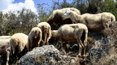 Ενίσχυση των ελέγχων και των μέτρων για την ευλογιά των αιγοπροβάτων αντί για lockdown