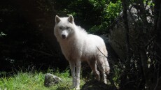 Ανακαλύφθηκε το πρώτο υβρίδιο λύκου-σκύλου στην Ελλάδα