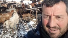 Μετακινούμενη κτηνοτροφία: Ένα ζωντανό οικοσύστημα που χάνεται μαζί με την ελληνική ύπαιθρο