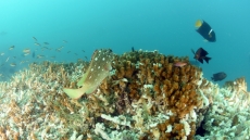 Κλίμα: Οι κοραλλιογενείς ύφαλοι πλέον σχεδόν βέβαιο πως ξεπέρασαν σημείο καμπής «χωρίς επιστροφή»