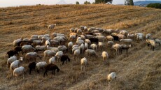 Σε ισχύ δέσμη ενισχύσεων 56 εκατ. ευρώ για τους κτηνοτρόφους που επλήγησαν από ευλογιά και πανώλη