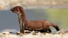 Νυφίτσα: Γνωρίστε το θηλαστικό που δεν αξίζει την κακή του φήμη