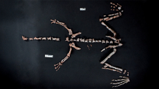 Αργεντινοί επιστήμονες ανακάλυψαν τον σχεδόν πλήρη σκελετό ενός από τα παλαιότερα είδη δεινοσαύρων