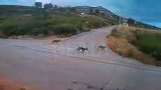 Αγέλη λύκων εμφανίστηκε στην Ιπποκράτειο Πολιτεία - Ανησυχούν οι κάτοικοι