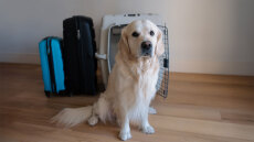 «Αποσκευές» τα ζώα συντροφιάς στα αεροπλάνα για το Δικαστήριο της ΕΕ - Η υπόθεση με τον σκύλο και την Iberia που προκάλεσε την απόφαση