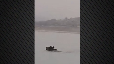 Κοζάνη: Αρκούδα διέσχισε κολυμπώντας τη λίμνη Πολυφύτου