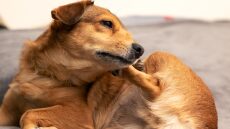 Φρίκη στην Κομοτηνή: Βρέθηκε σκύλος κρεμασμένος από δέντρο