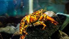 Τον πιο σπάνιο αστακό τον λένε Jackie και είναι πορτοκαλί με μαύρες βούλες: Μία στα 30 εκατομμύρια να βρεθεί - Δείτε βίντεο 