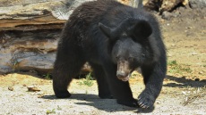 Δρομέας δέχτηκε επίθεση από αρκούδα στην Ιαπωνία: Με ένα δάγκωμα, το χέρι μου είχε τελειώσει