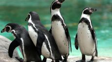 Οργή ακτιβιστών κατά ενυδρείου στο Λονδίνο - Καταγγέλλουν ότι έχουν παγιδεύσει πιγκουίνους σε υπόγειο