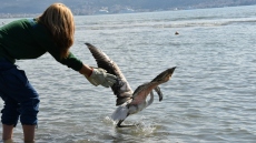 Ναύπλιο: Απελευθέρωση ενός νεαρού φλαμίνγκο στον Υγρότοπο της νέας Κίου