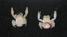 Επιστήμονες ανακάλυψαν καρχαρία που λάμπει στο σκοτάδι και μικροσκοπικό καβούρι στην Αυστραλία