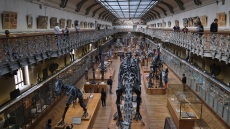 Κινέζα κατηγορείται για την κλοπή χρυσού αξίας 1,5 εκατ. ευρώ από το Μουσείο Φυσικής Ιστορίας στο Παρίσι