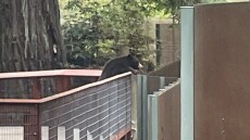 Αρκούδα μπήκε σε ζωολογικό κήπο στην Καλιφόρνια και πήγε να δει τα φυλακισμένα «αδέρφια»
