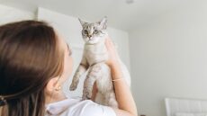 Πώς να σταματήσετε τη γάτα σας χωρίς τιμωρία όταν κάνει κάτι που δεν θέλετε