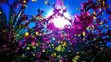 Άνοιξη... μέσα στο φθινόπωρο: Η θερμοκρασία θα φτάσει τους 26 βαθμούς Κελσίου
