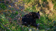 Ανησυχία για τις επιθέσεις αρκούδων στην Ιαπωνία - Οι αρχές ενός νομού ζητούν τη βοήθεια του στρατού για τη θανάτωσή τους