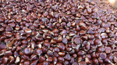 Μελάνωση και ανομβρία σκοτώνουν την παραγωγή καστάνου στο Πήλιο μετά τον Daniel