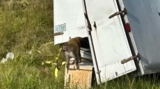 Μαϊμούδες δραπέτευσαν από φορτηγό στο Μισισίπι - Πανικός μετά από λανθασμένη πληροφορία ότι έφεραν μολυσματικές ασθένειες