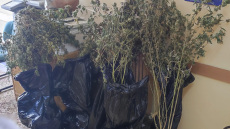 Πειραιάς: Εντοπίστηκε πλήρως εξοπλισμένο εργαστήριο κάνναβης - Δύο συλλήψεις