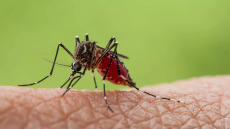 Ιός Δυτικού Νείλου: Χωρίς νέα κρούσματα αλλά με νοσηλείες η τελευταία έκθεση του ΕΟΔΥ
