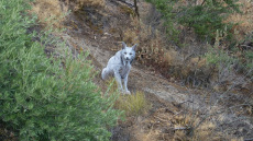 Ένα σχεδόν μυθικό αιλουροειδές φωτογραφήθηκε για πρώτη φορά στην Ισπανία - Ο Ιβηρικός λευκός λύγκας και οι προσπάθειες να μην εξαφανιστεί