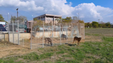 Επιχείρηση «αγέλη Πυλαίας»: Αναστάτωση στη Θεσσαλονίκη από αδέσποτα σκυλιά - «Το παιδί μου φοβήθηκε πάρα πολύ»