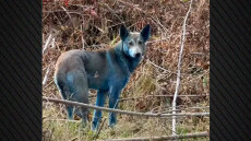 Το μυστήριο των «μπλε σκύλων» του Τσερνόμπιλ και η πιο πιθανή εξήγηση