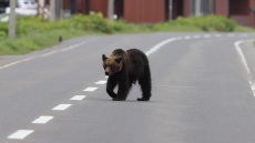 Αρκούδα επιτέθηκε σε άνδρα σε δημόσια τουαλέτα στην Ιαπωνία
