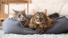 Τουρκία: Άνδρας υποχρεώθηκε να πληρώνει διατροφή για… τις γάτες της πρώην συζύγου του