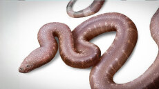 Παραδοξοφίδιο, ένα νέο είδος προϊστορικού φιδιού που ανακάλυψε Έλληνας παλαιοντολόγος