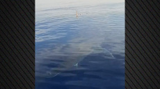 Μεγάλος καρχαρίας εθεάθη στην Κάρπαθο - Δείτε βίντεο