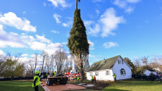 Έλατο 100 ετών από τη Νέα Υόρκη θα στολίσει τα Χριστούγεννα το Rockefeller Center - Η συγκινητική ιστορία του