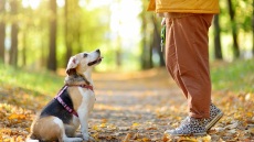 Γιατί είναι απαραίτητο να βγαίνει βόλτα ο σκύλος μας τουλάχιστον δύο φορές τη μέρα