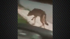 Λύκος έκανε την εμφάνισή του σε Πετρούπολη και Άνω Λιόσια - Δείτε βίντεο