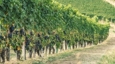 Τα κλιματικά σοκ «τρώνε» την παγκόσμια παραγωγή του κρασιού – Πρώτη ξανά η Ιταλία, σε ιστορικά χαμηλά Γαλλία και Ισπανία