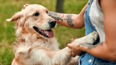 Πώς να χαϊδεύετε σωστά τον σκύλο σας - Κερδίστε την αγάπη και την εμπιστοσύνη του