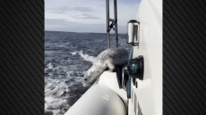 Η... μεγάλη απόδραση: Φώκια ξεφεύγει από τις όρκες πηδώντας στο σκάφος φωτογράφου, δείτε βίντεο