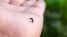 Ιός Δυτικού Νείλου: Ποια χώρα της ΕΕ σημειώνει ρεκόρ κρουσμάτων – Η θέση της Ελλάδας
