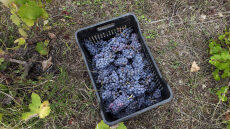 
4 οινοποιεία στους πρόποδες του Ολύμπου
