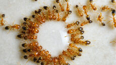 Τι είναι η σπειροειδής πορεία θανάτου των μυρμηγκιών