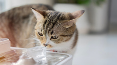 Ηλεία: Αναστάτωση για πλαστικά μπουκάλια που γίνονται «παγίδες θανάτου» για γάτες