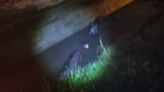 Αγριογούρουνα έκαναν τη... βόλτα τους σε περιοχή της Θεσσαλονίκης - Δείτε φωτογραφία