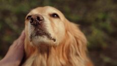 Οι 5 τρόποι για να κερδίσετε την εμπιστοσύνη του σκύλου σας