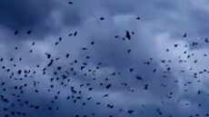 Το φαινόμενο του «μουρμουρητού» στα Τρίκαλα, σμήνη πουλιών «χορεύουν» στον ουρανό - Δείτε βίντεο