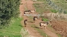 Αγέλη λύκων πλησιάζει χωριό της Χαλκιδικής - Προβληματισμένοι οι κάτοικοι στα Ελαιοχώρια