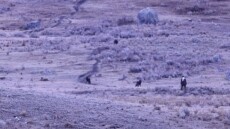 ΗΠΑ: Άνδρας καταγράφηκε σε βίντεο να πλησιάζει και να προκαλεί αγέλη λύκων στο πάρκο Γέλοουστοουν