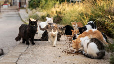 58χρονη είχε 23 γάτες σε άθλιες συνθήκες στη Σητεία - Για «παθητική κακοποίηση» κάνει λόγο η ΕΛΑΣ